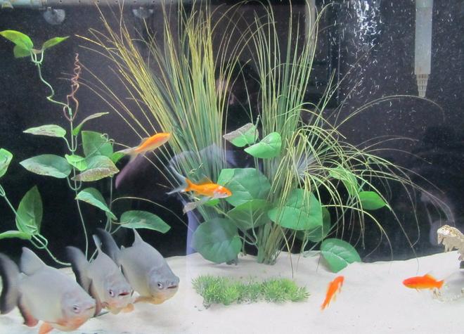 freshwater fish - carrassius auratus - goldfish stocking in 55 gallons tank