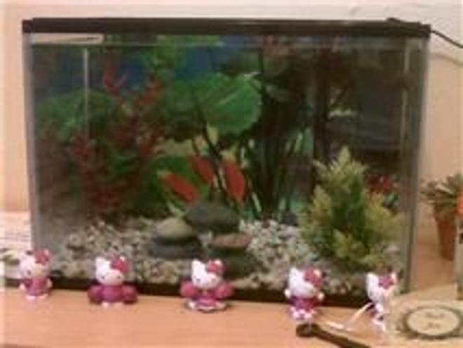 5 gallons freshwater fish tank (mostly fish and non-living decorations) - 2 lionhead fish