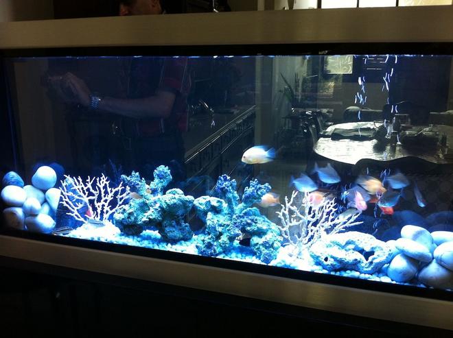 60 gallons freshwater fish tank (mostly fish and non-living decorations) - master piece