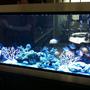 60 gallons freshwater fish tank (mostly fish and non-living decorations) - master piece