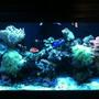 90 gallons reef tank (mostly live coral and fish) - September 10, 2011