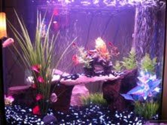 30 gallons freshwater fish tank (mostly fish and non-living decorations) - new updated tank

please rate and comment

1 oscar
1 peach peacock
11 bloodfin tetras
1 polkadot catfish