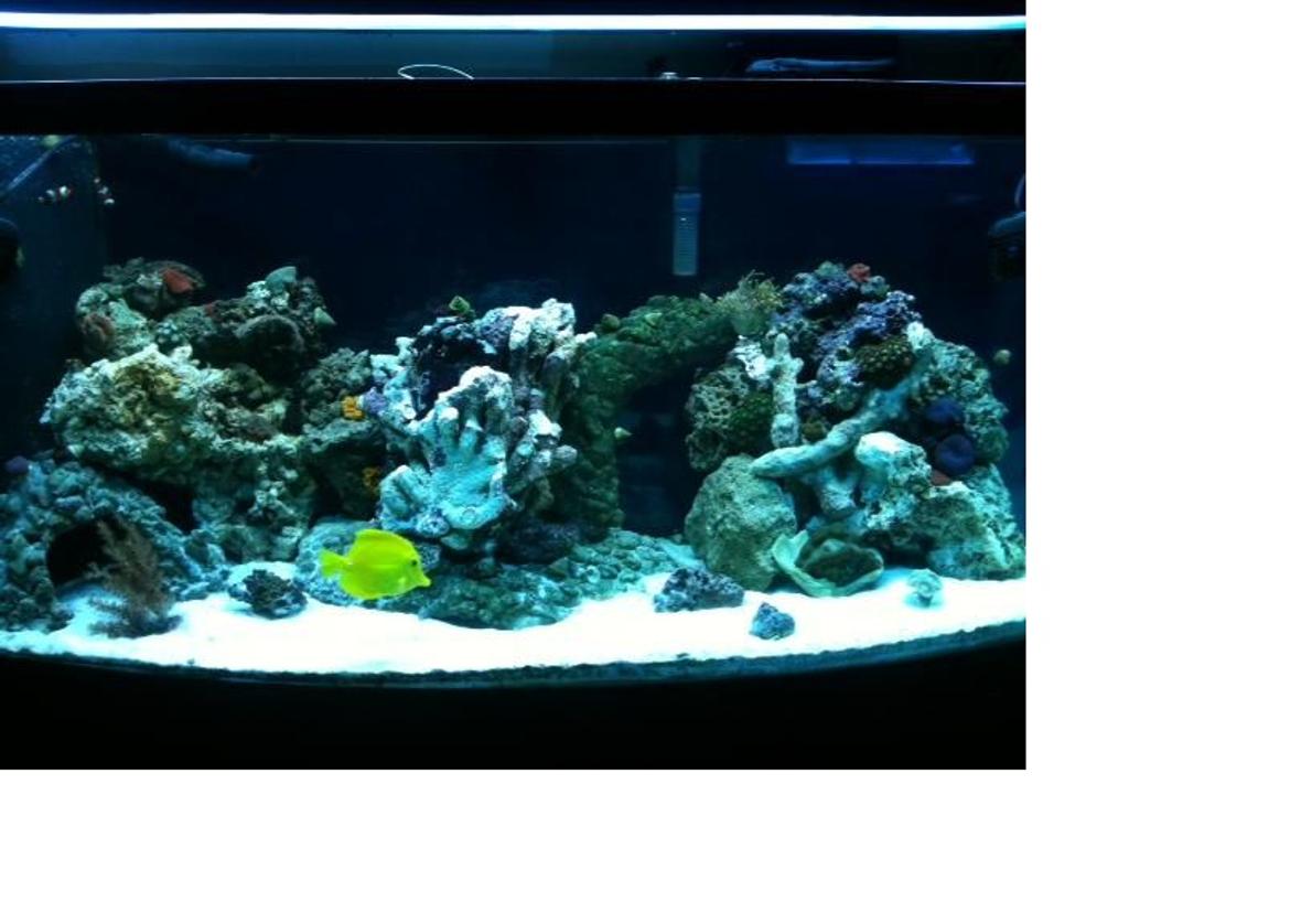 75 gallons reef tank (mostly live coral and fish) - 75 gallon saltwater reef tank