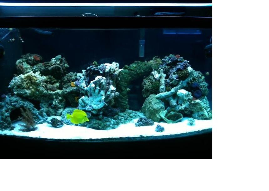 Rated #67: 75 Gallons Reef Tank - 75 gallon saltwater reef tank