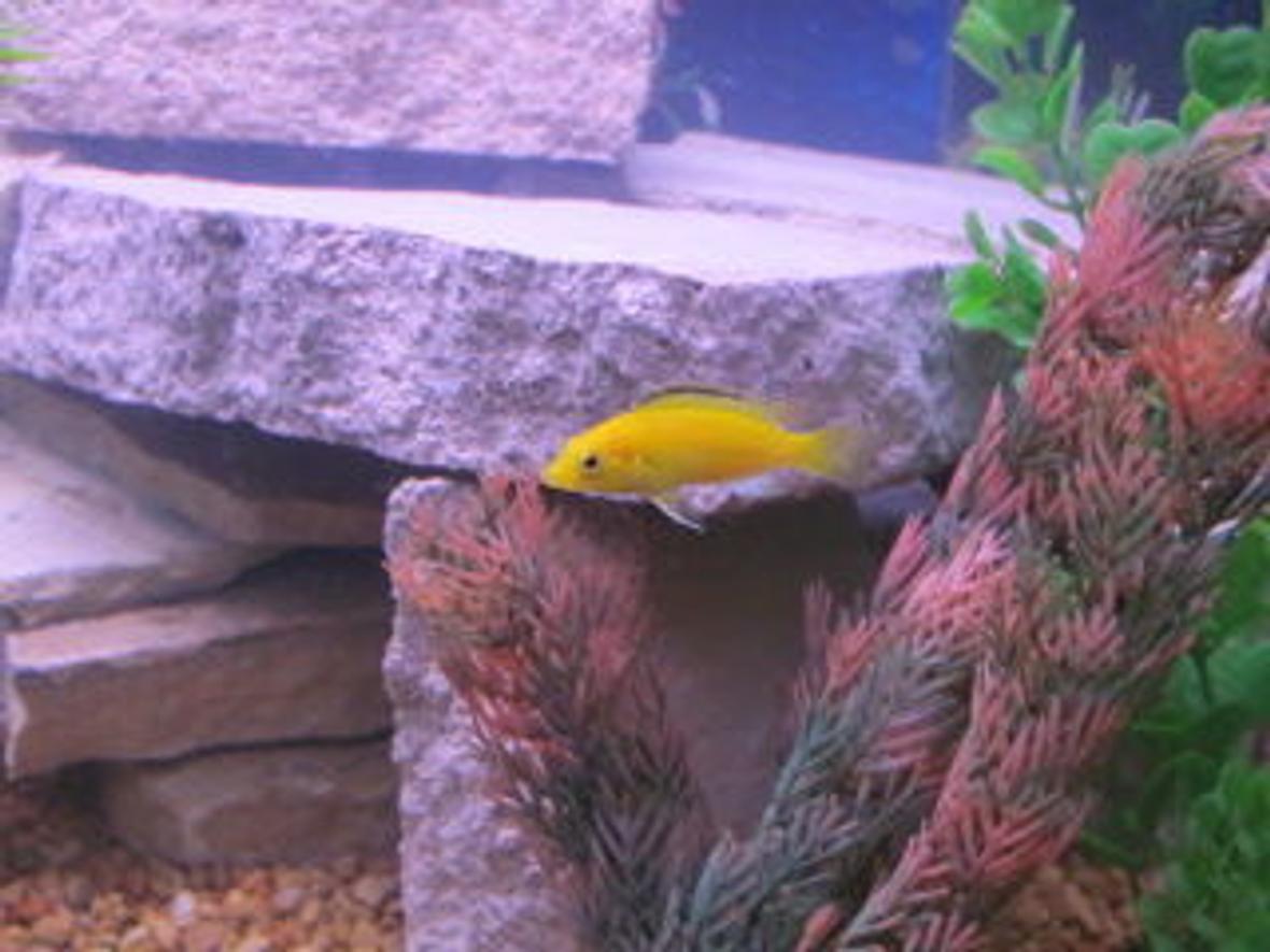 freshwater fish - labidochromis caeruleus - electric yellow cichlid stocking in 29 gallons tank - yellow lab cichlid