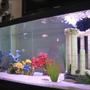 45 gallons freshwater fish tank (mostly fish and non-living decorations) - A shot of all the tank inhabitants