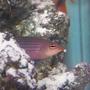 saltwater fish - pseudocheilinus hexataenia - six line wrasse stocking in 55 gallons tank - six line wrasse poking his head out of the live rock. He is so difficult to get a good pic of.