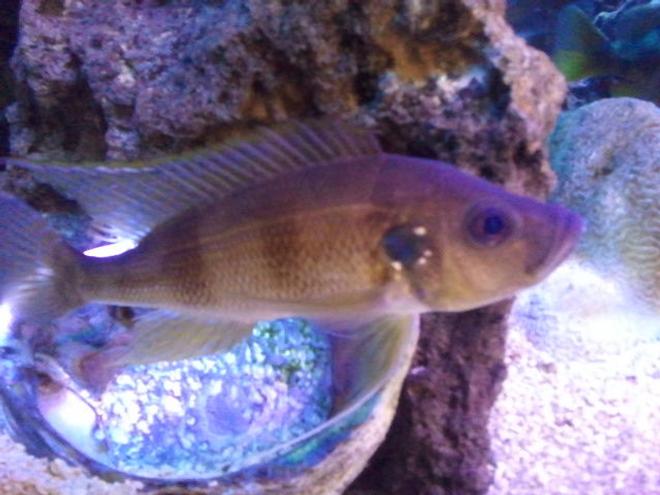 freshwater fish - greenwoodochromis stocking in 300 gallons tank - 8" greenwoodochromis