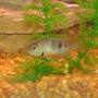 freshwater fish - thorichthys meeki - firemouth cichlid stocking in 29 gallons tank - fire mouth cichlid