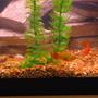 fish tank picture - marigold varieta,and red velvet sword tail
