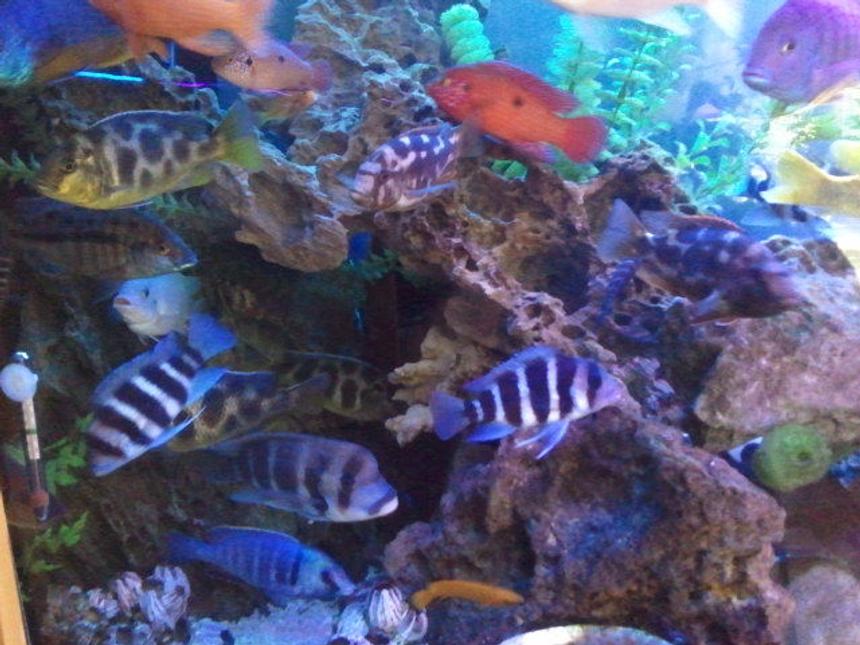 Rated #237: Freshwater Fish - Cyphotilapia Frontosa - Frontosa Cichlid Stocking In 300 Gallons Tank - popular cave..