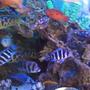 freshwater fish - cyphotilapia frontosa - frontosa cichlid stocking in 300 gallons tank - popular cave..