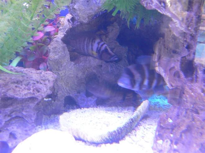 freshwater fish - cyphotilapia frontosa - frontosa cichlid stocking in 300 gallons tank - frontosa burundi, tropheus
kasanga and yellow calvus sharing a
cave.