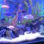 fish tank picture - 300G/1200L/90 African cichlids