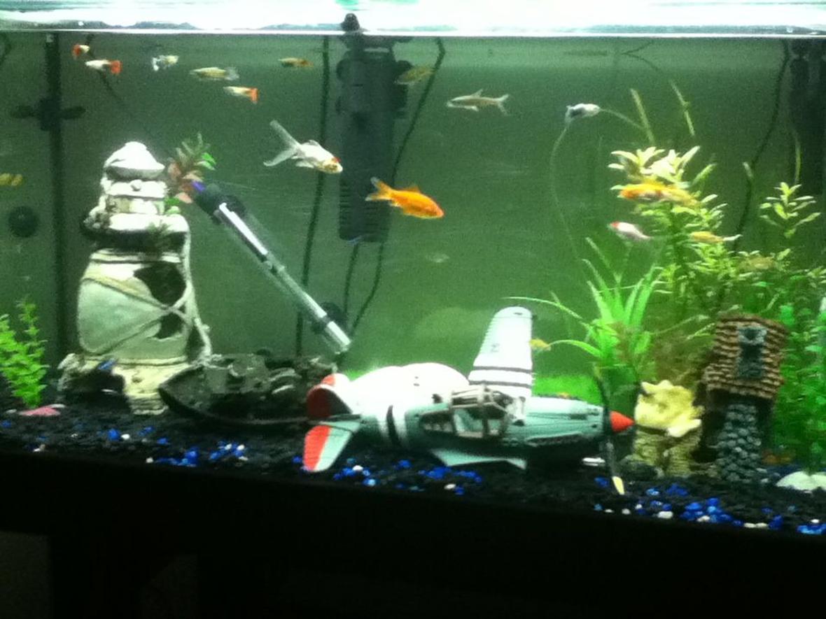 55 gallons freshwater fish tank (mostly fish and non-living decorations) - my fish tank will soon be getting a huge wooden structure thing my fish are all hiding hav 4 silver sharks