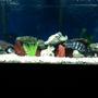 55 gallons freshwater fish tank (mostly fish and non-living decorations) - Changed rock configuration do to fish growth
