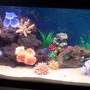 fish tank picture - Freshwater 200 litre tank with artificial coral, lava rock. and 6 Giant Danios (tank cycle)