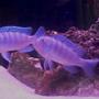freshwater fish - metriaclima lombardoi - kenyi cichlid stocking in 40 gallons tank - Kenyi Two females