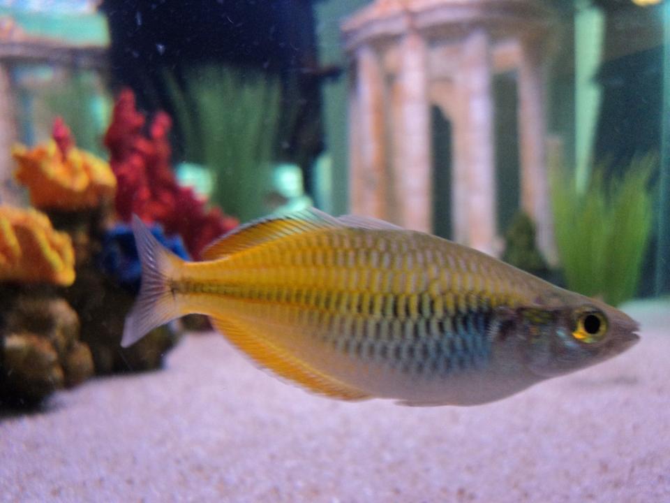 freshwater fish - melanotaenia boesemani - boesemani rainbow stocking in 45 gallons tank - Boesemani Rainbowfish
