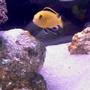 freshwater fish - labidochromis caeruleus - electric yellow cichlid stocking in 40 gallons tank - Male lab