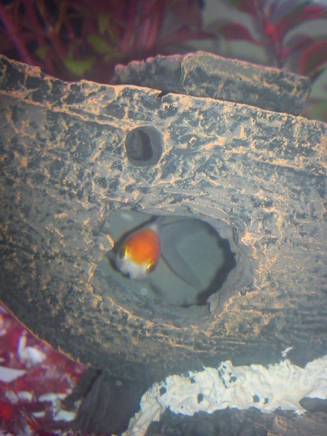 freshwater fish - carassius auratus - fantail goldfish stocking in 40 gallons tank - Fantail

peek-a-boo