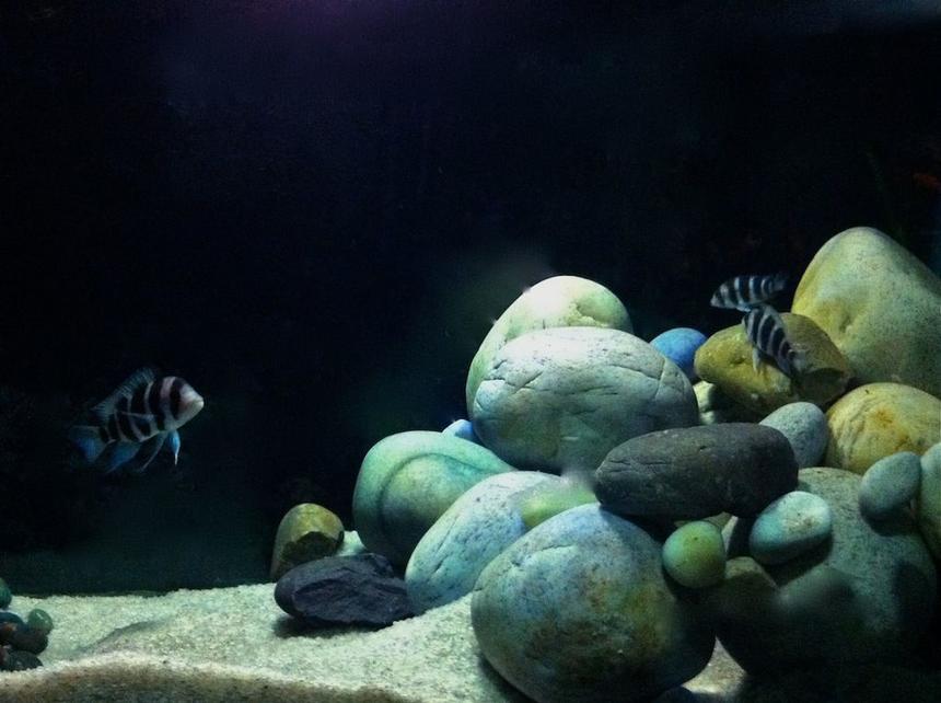 Rated #8: Freshwater Fish - Cyphotilapia Frontosa - Frontosa Cichlid Stocking In 60 Gallons Tank - frontosa biotope