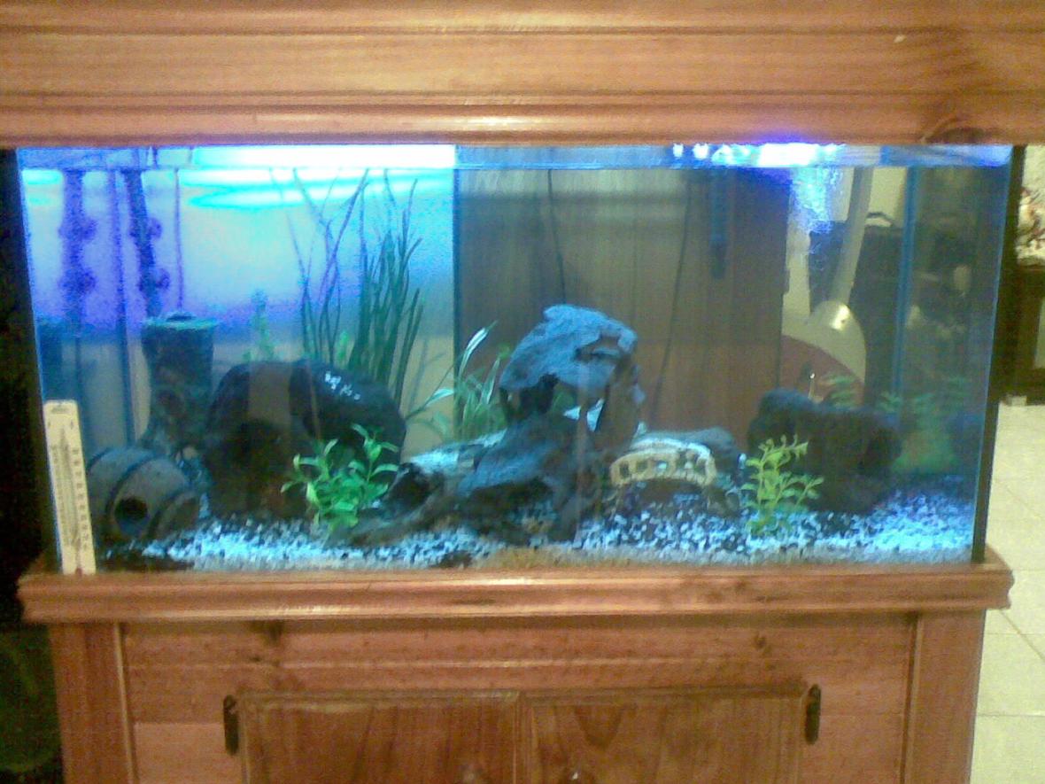 50 gallons freshwater fish tank (mostly fish and non-living decorations) - My fish love to hide there are fish in there.... Really!