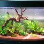 57 gallons planted tank (mostly live plants and fish) - 4ft 260lt planted tank mainly for dwaft shrimp keeping