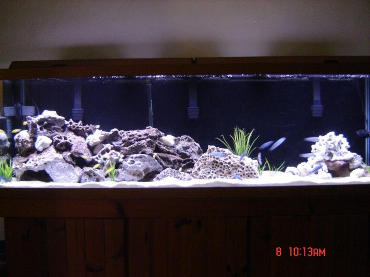 125 gallons freshwater fish tank (mostly fish and non-living decorations) - 125 Gallon Mbuna Tank