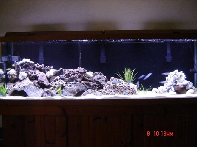 125 gallons freshwater fish tank (mostly fish and non-living decorations) - 125 Gallon Mbuna Tank