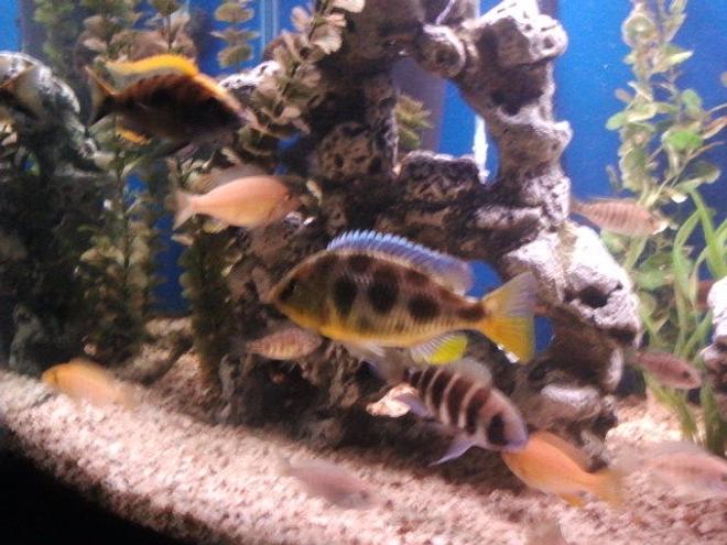 freshwater fish - nimbochromis venustus - venustus cichlid stocking in 75 gallons tank - .