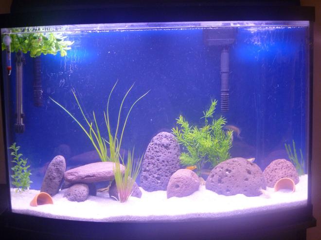 36 gallons freshwater fish tank (mostly fish and non-living decorations) - Just fed them, so that is why it's a bit dirty looking.