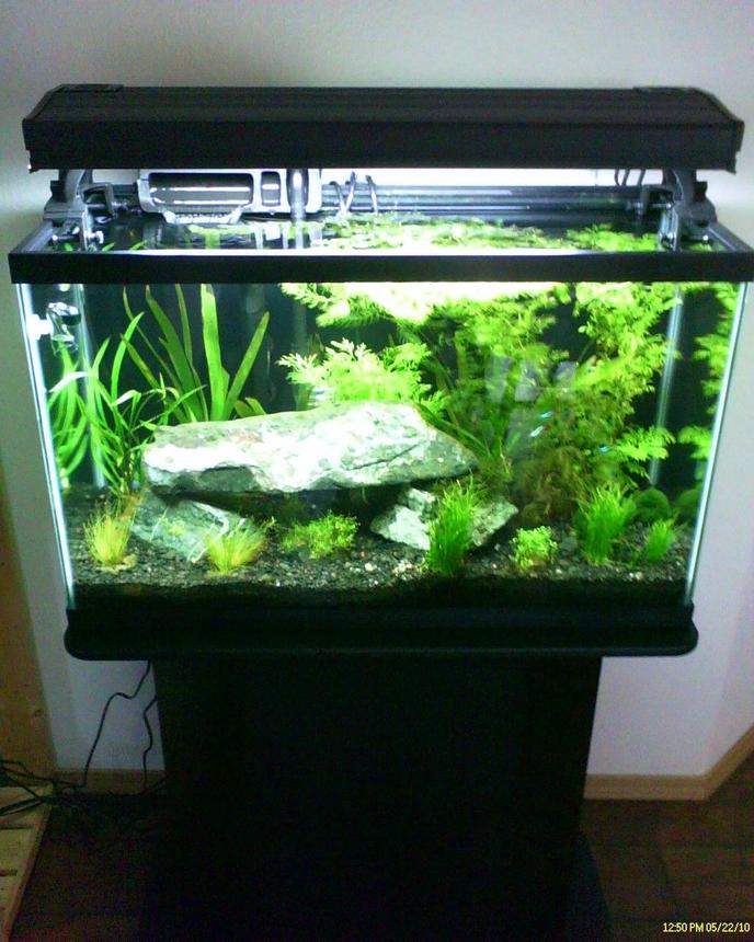 150 gallons planted tank (mostly live plants and fish) - 30 gallon planted