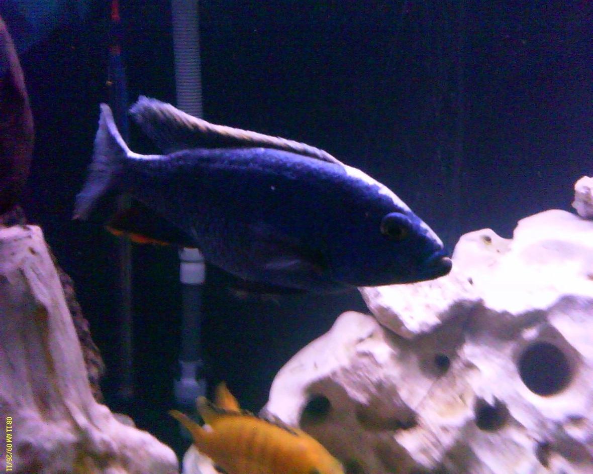 freshwater fish - sciaenochromis fryeri - electric blue hap stocking in 150 gallons tank - 6.5" Adult Male F1 Sciaenochromis Fryeri (Maleri Is.) Ahli Electric Blue