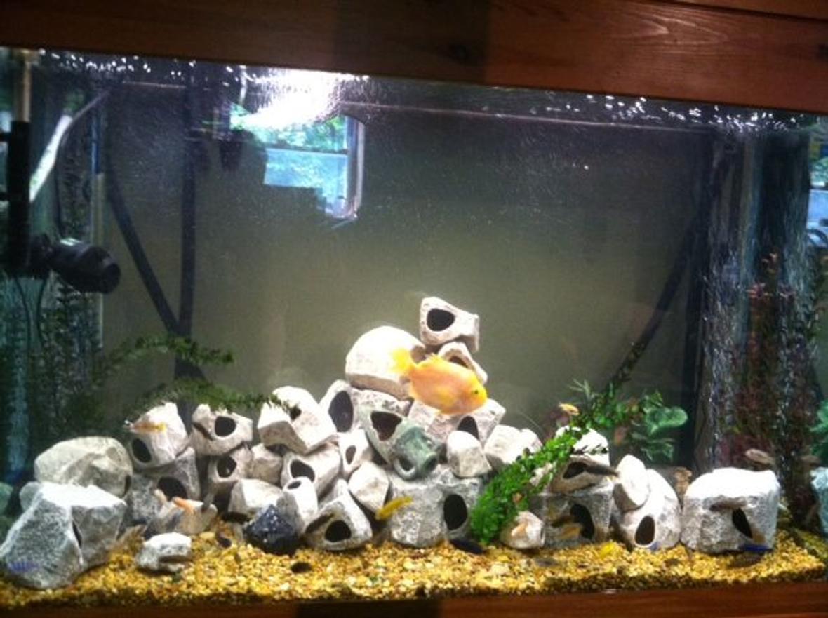 125 gallons freshwater fish tank (mostly fish and non-living decorations) - Tank redesigned, please look at my other photos of the tank to better rate it.