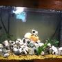 125 gallons freshwater fish tank (mostly fish and non-living decorations) - Tank redesigned, please look at my other photos of the tank to better rate it.