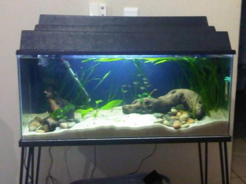 Rated #173: 29 Gallons Planted Tank - 1 month old, Semi-planted comunity tank.