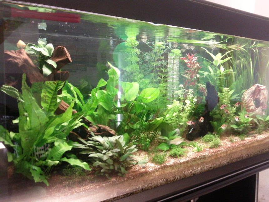 Rated #44: 62 Gallons Freshwater Fish Tank - 30/07/2011 01