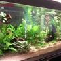 62 gallons freshwater fish tank (mostly fish and non-living decorations) - 30/07/2011 01