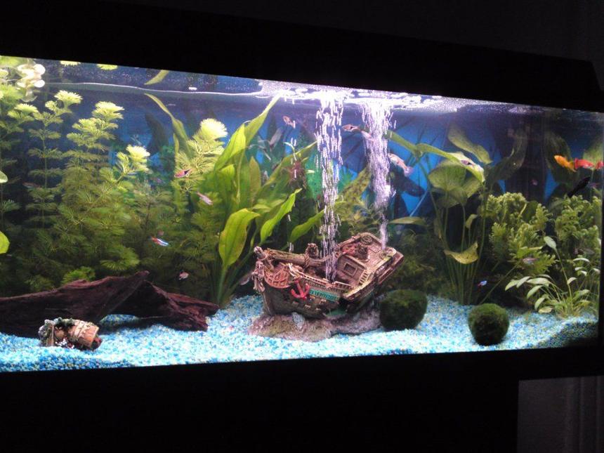 Rated #96: 32 Gallons Planted Tank - My first planted tank, im not aiming for a deeply planted aquarium look