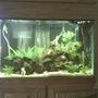 66 gallons freshwater fish tank (mostly fish and non-living decorations) - Full view of 66 gallon. All plants are live exception of large one in back right corner. Forgive quality of picture. Android phone takes marginal picture. In the image there is also the best chair in the house to watch the fish.