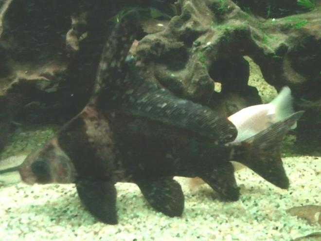 freshwater fish - myxocyprinus asiaticus - chinese high fin banded shark stocking in 66 gallons tank - A Chinese Banded Loach - or High Fin Loach.  He is almost six inches in length.