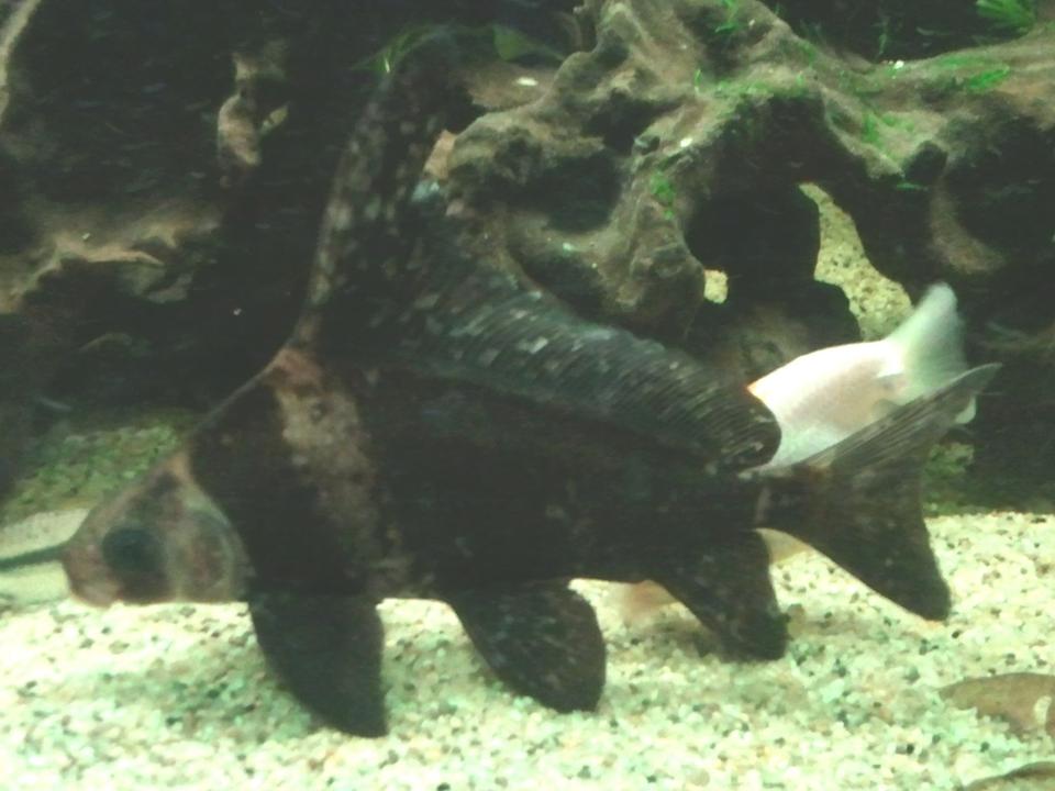 freshwater fish - myxocyprinus asiaticus - chinese high fin banded shark stocking in 66 gallons tank - A Chinese Banded Loach - or High Fin Loach.  He is almost six inches in length.