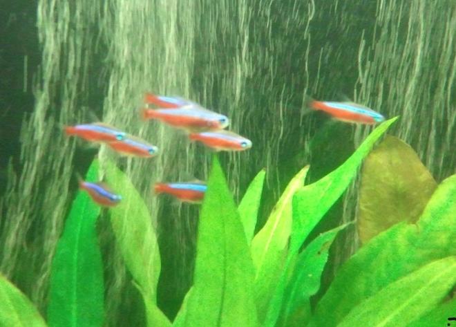 freshwater fish - paracheirodon axelrodi - cardinal tetra stocking in 66 gallons tank - My little school of Cardinal Tetras.  I love these little guys.  Since I have relocated to the Pacific Northwest I have been unable to keep Neon Tetras healthy and alive.  Honestly I don't think Neons are all that intelligent.  So for me keeping Cardinals is a piece of cake!!
