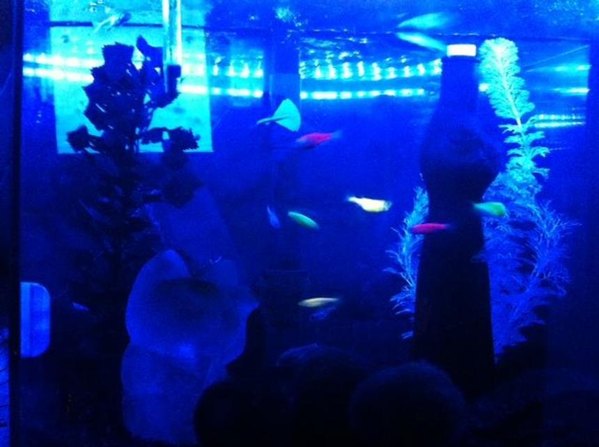 Rated #272: 45 Gallons Freshwater Fish Tank - blurry glofish and glass cats