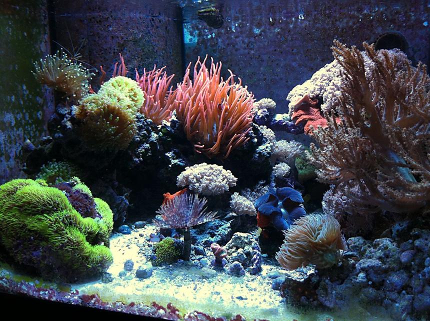 Rated #16: 70 Gallons Reef Tank - 70g CUBE