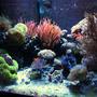 70 gallons reef tank (mostly live coral and fish) - 70g CUBE