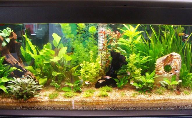 62 gallons planted tank (mostly live plants and fish) - 240l planted started july 2011