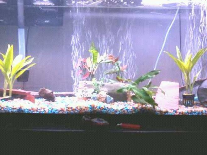 55 gallons freshwater fish tank (mostly fish and non-living decorations) - Super crystal