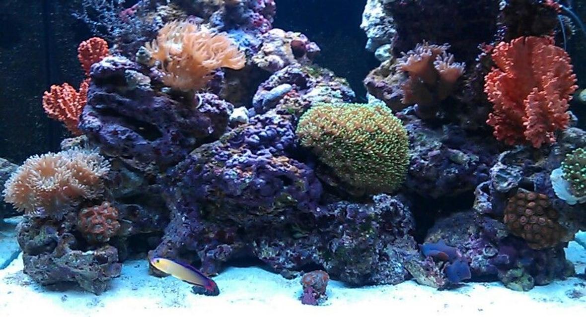 34 gallons reef tank (mostly live coral and fish) - Red sea max